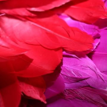 plumes d'oies naturelles rouges et violettes